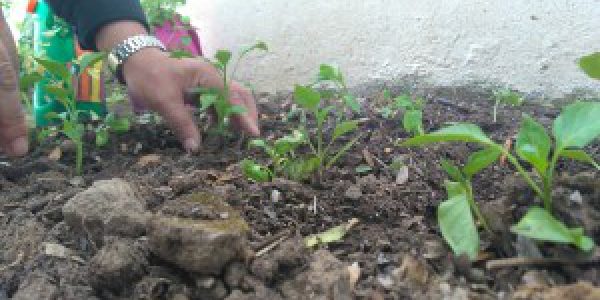 horticultura
